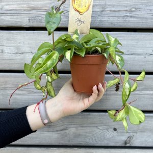 Hoya carnosa (Voskovka) ´TRICOLOR´ - kont. C1L, výška 20-30 cm